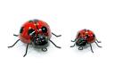 DECORATIVE LADYBUG