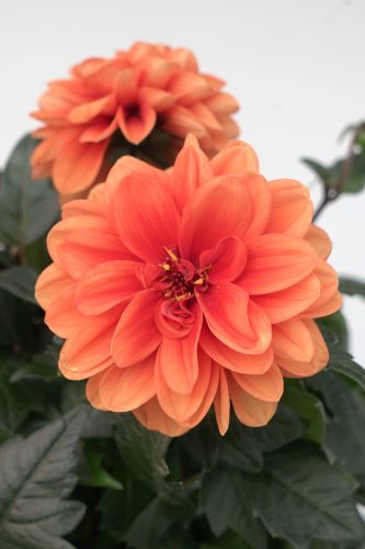 DAHLIA CITY LIGHTS - APRICOT GLOW