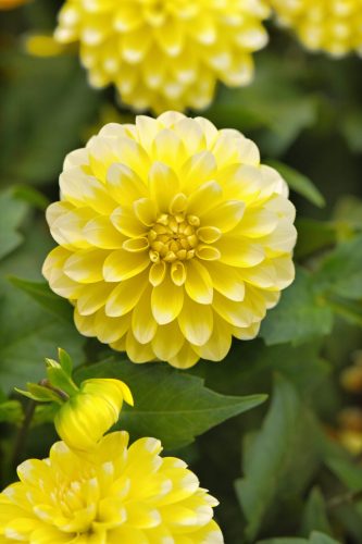 DAHLIA DALAYA - YELLOW LACE