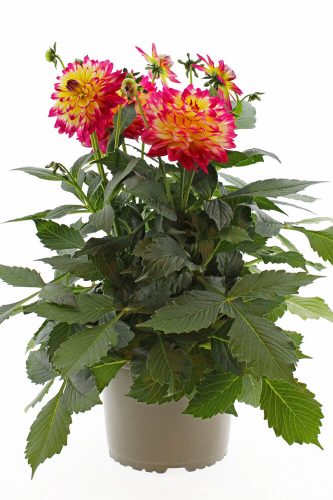 DAHLIA MAGGIORE - FUN POMEGRANATE