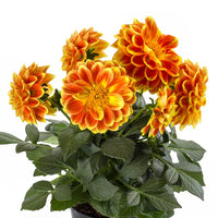 DAHLIA LABELLA MEDIO