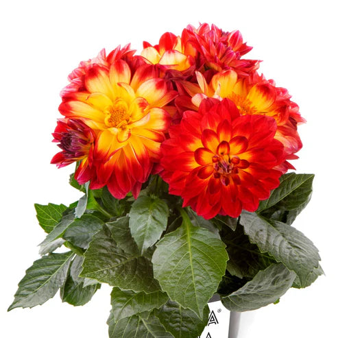 DAHLIA LABELLA MEDIO