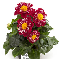 DAHLIA LABELLA MEDIO
