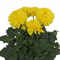 DAHLIA LABELLA MEDIO