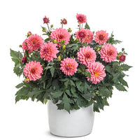 DAHLIA VIRTUOSO PINKERIFIC