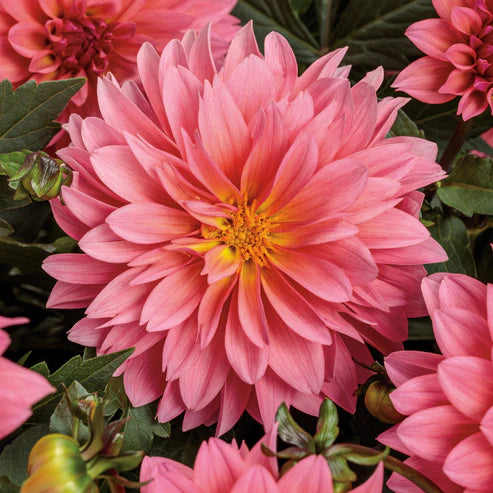 DAHLIA VIRTUOSO PINKERIFIC