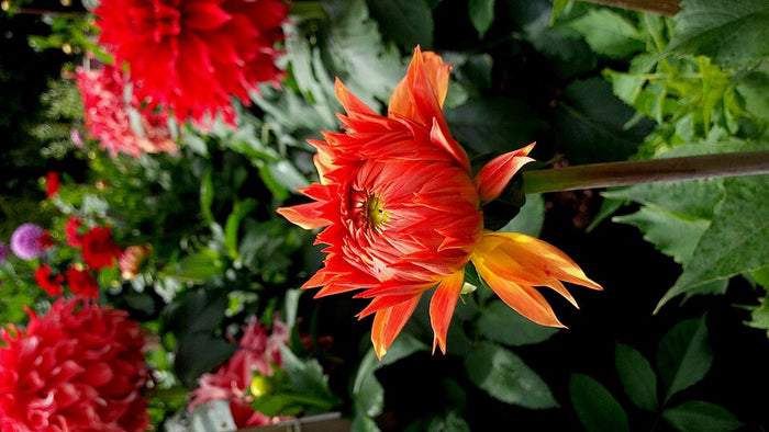 DAHLIA ORANGE