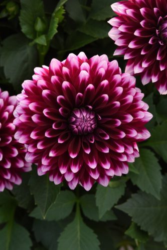DAHLIA DALAYA - PURPLE WHITE