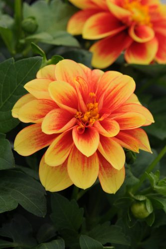 DAHLIA DALAYA SHIVA - YELLOW RED EYE