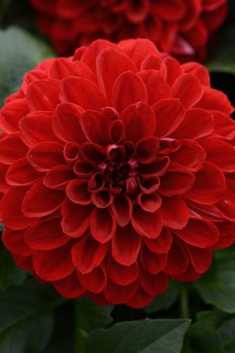 DAHLIA DALAYA - VAMPIRE