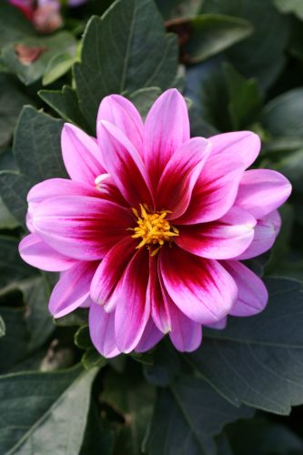 DAHLIA DALAYA - YOGI PINK ROSE EYE