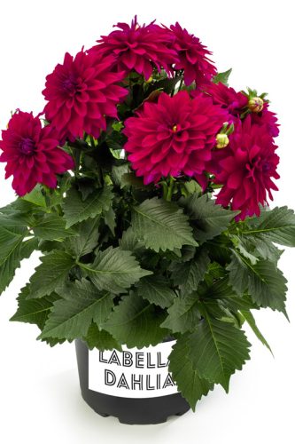 DAHLIA MAGGIORE - PURPLE