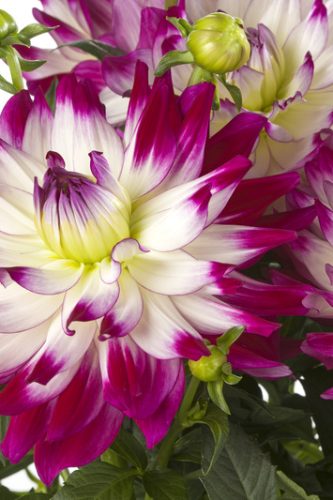 DAHLIA MAGGIORE - FUN ROSE BICOLORE