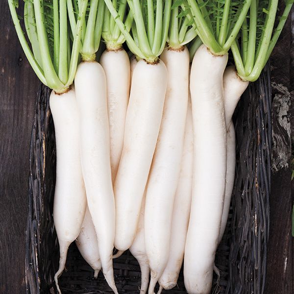 SEMENCES BIOLOGIQUES: RADIS DAIKON