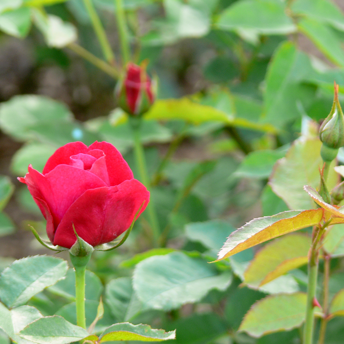 ROSA - DARCEY BUSSELL