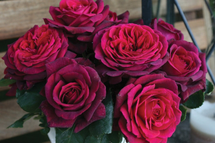 ROSA - DARK DESIRE PARFUMA