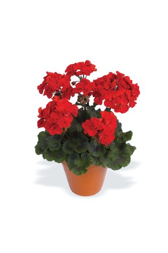 PELARGONIUM DARKO - DEEP RED