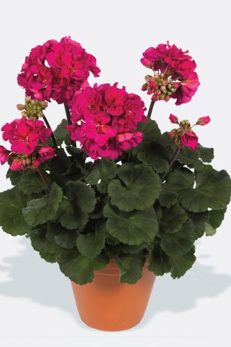 PELARGONIUM DARKO - NEON PURPLE
