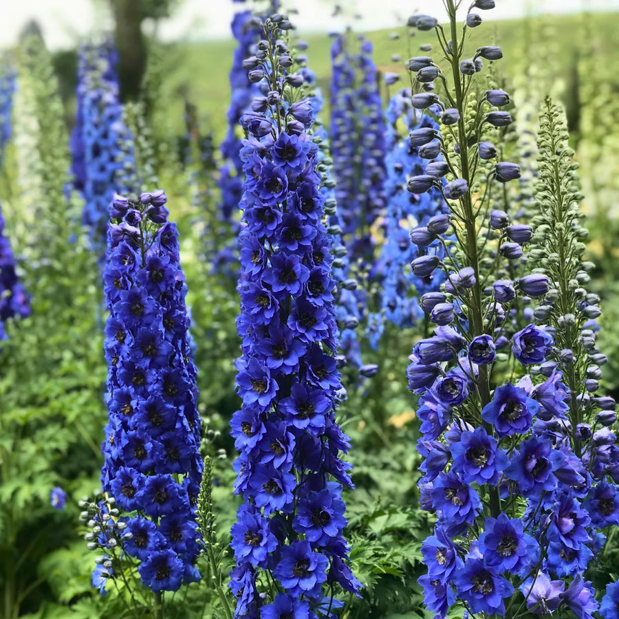 DELPHINIUM GRANDIFLORUM - BLUE BUTTERFLY