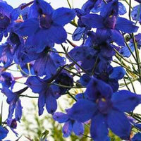 DELPHINIUM GRANDIFLORUM - BLUE BUTTERFLY