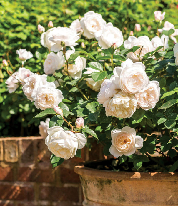 ROSA - DESDEMONA