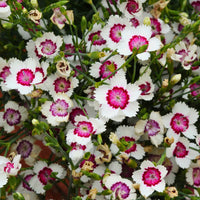 DIANTHUS DELTOIDES - ARCTIC FIRE