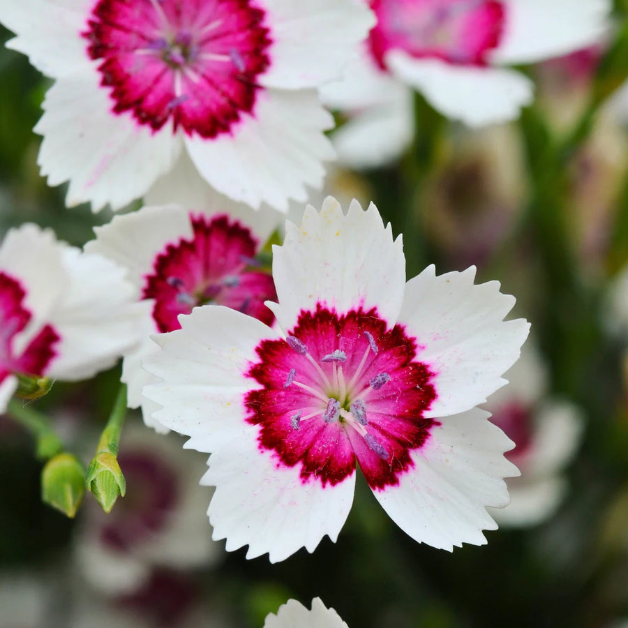 DIANTHUS DELTOIDES - ARCTIC FIRE