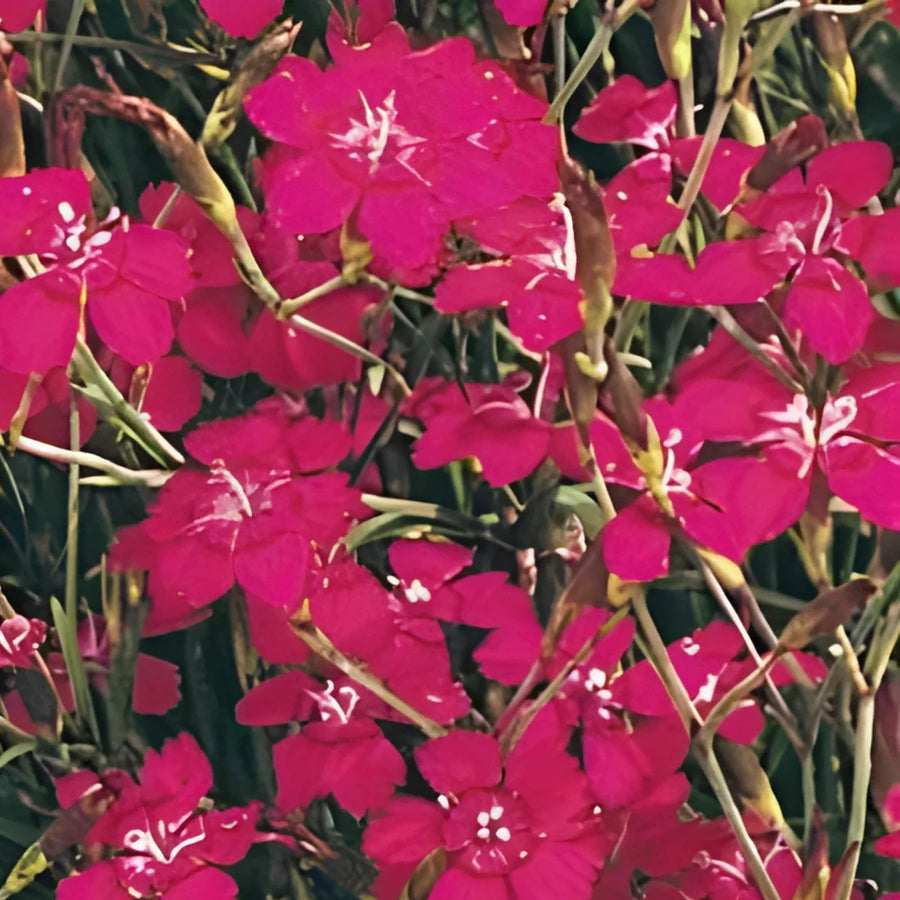 DIANTHUS DELTOIDES - BRILLIANT
