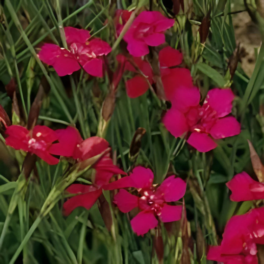 DIANTHUS DELTOIDES - FLASHING LIGHT