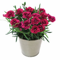 DIANTHUS DIADEUR MAGENTA RED