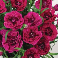 DIANTHUS DIADEUR MAGENTA RED