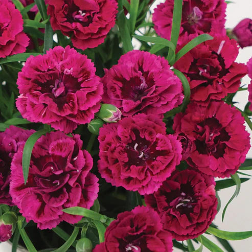 DIANTHUS DIADEUR MAGENTA RED
