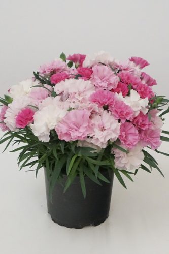 DIANTHUS - I LOVE U