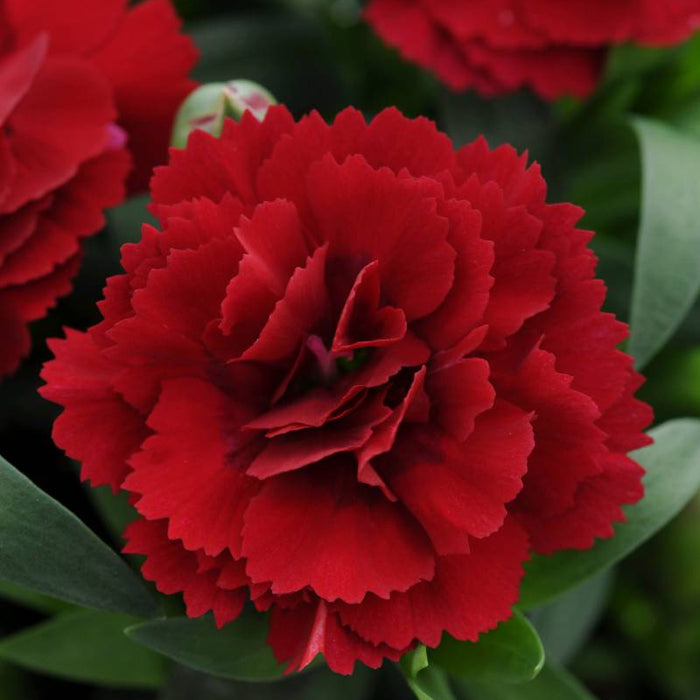 DIANTHUS - OSCAR DARK RED
