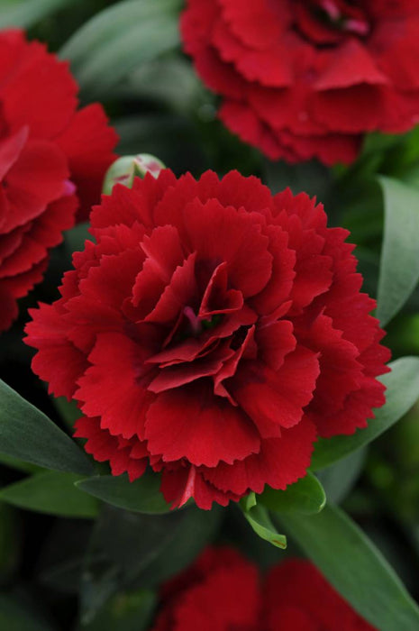 DIANTHUS - OSCAR DARK RED