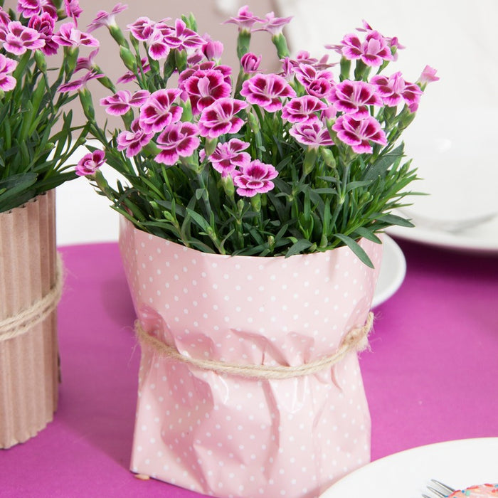 DIANTHUS - PINK KISSES