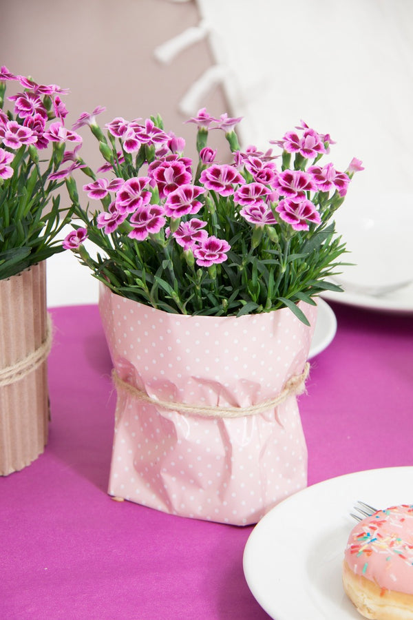 DIANTHUS - PINK KISSES