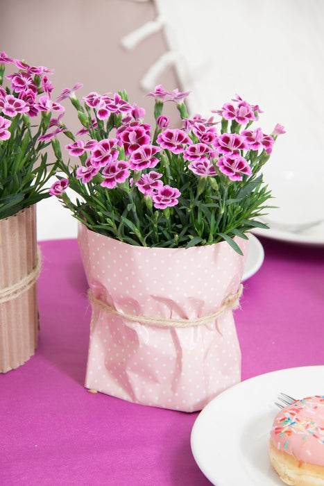 DIANTHUS - PINK KISSES