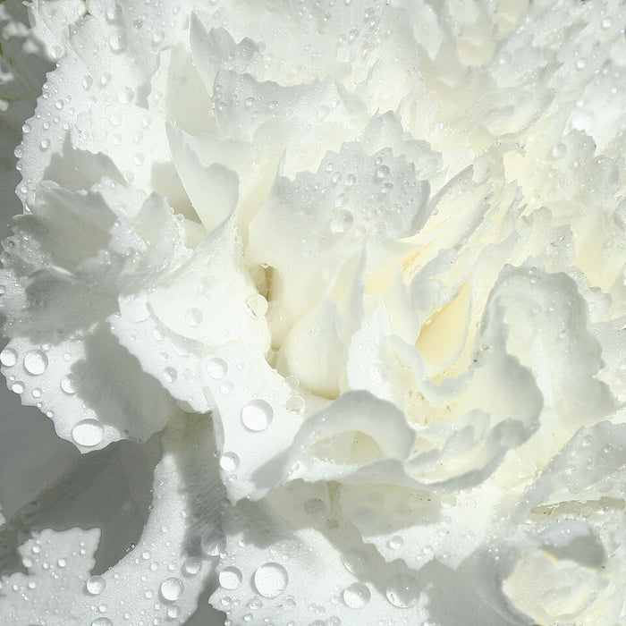 WHITE DIANTHUS