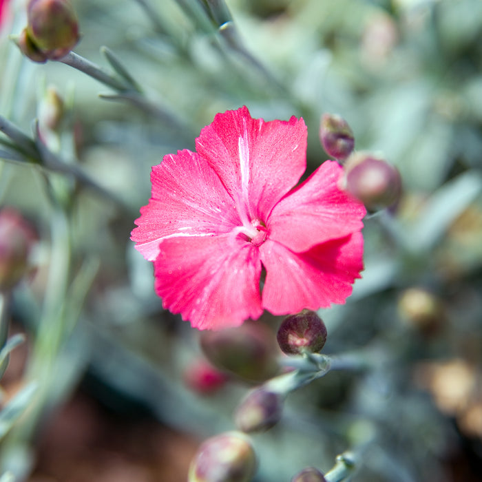 DIANTHUS GRATIANOPOLITANUS - FROSTY FIRE