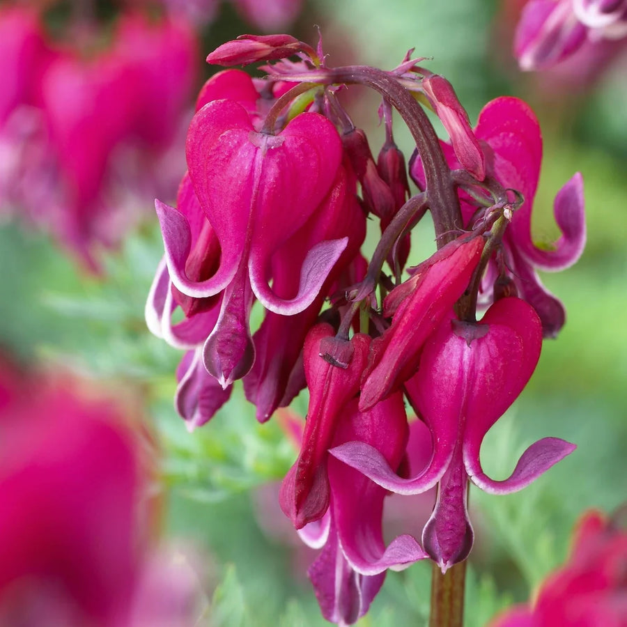 DICENTRA SPECTABILIS - RED FOUNTAIN