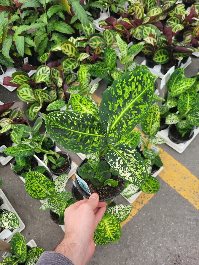 DIEFFENBACHIA - REFLECTOR