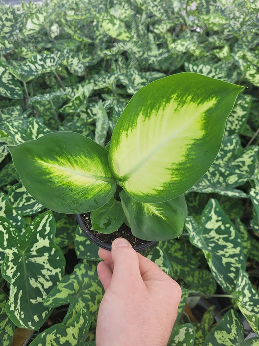 DIEFFENBACHIA - TROPIC MARIANNE