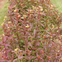 DIERVILLA KODIAK RED