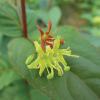 DIERVILLA KODIAK RED