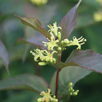 DIERVILLA KODIAK RED
