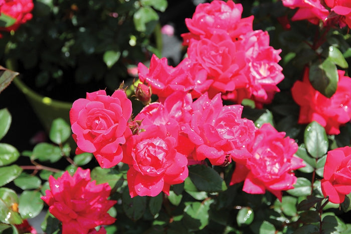 ROSA - DOUBLE KNOCK OUT