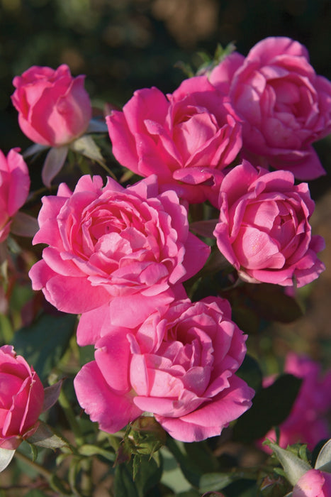 ROSA - DOUBLE PINK KNOCK OUT