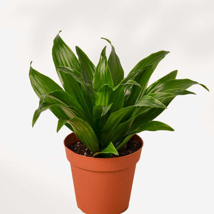 DRACAENA FRAGRANS