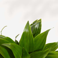 DRACAENA FRAGRANS